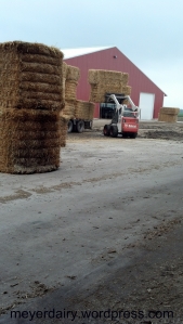 Nick uses the Bobcat to unload all the big squares of straw.