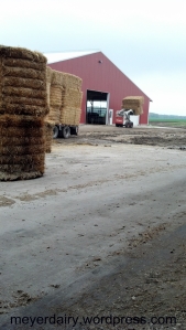 All the straw is stacked in our shed to keep it dry until we are ready to use it.